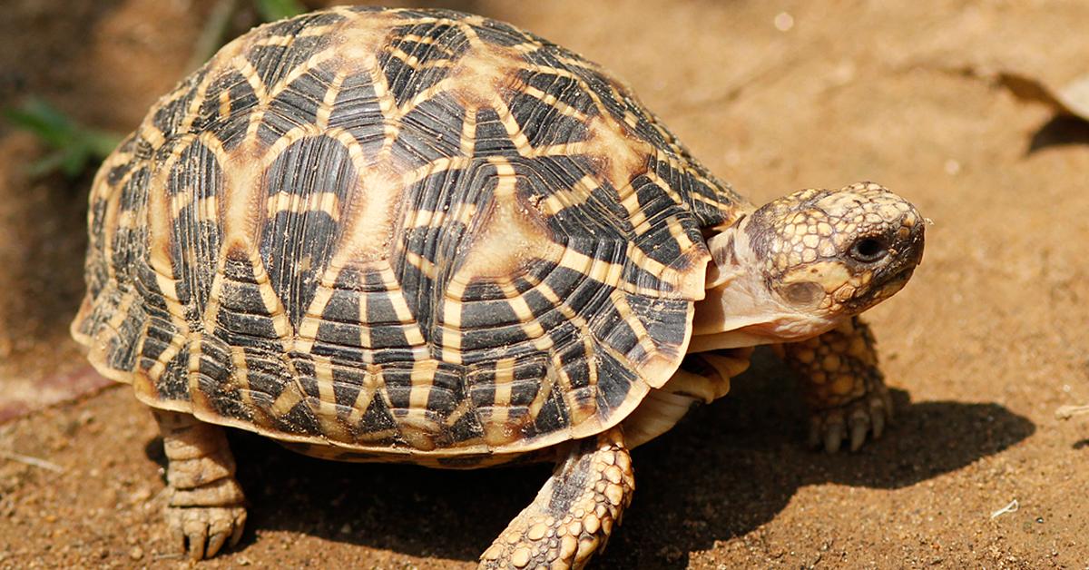 Natural elegance of the Indian Star Tortoise, scientifically termed Geochelone elegans.