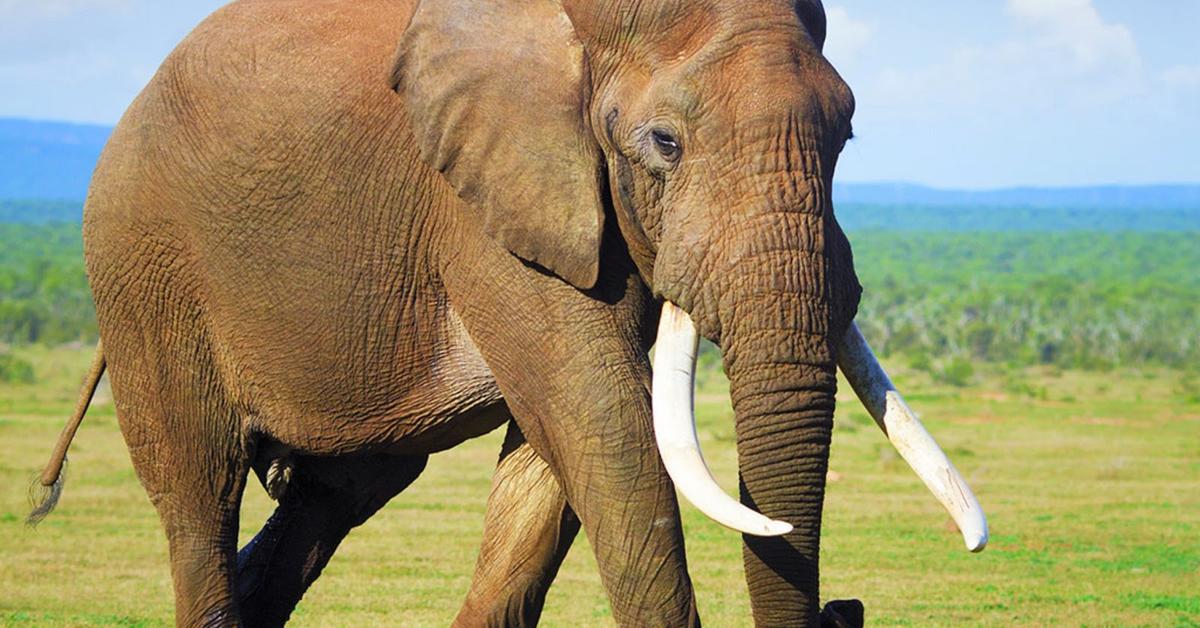 Close encounter with the Indian Elephant, scientifically called Elephas maximus indicus.