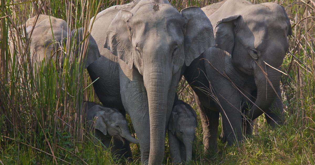 The majestic Indian Elephant, also called Gajah India in Indonesia, in its glory.