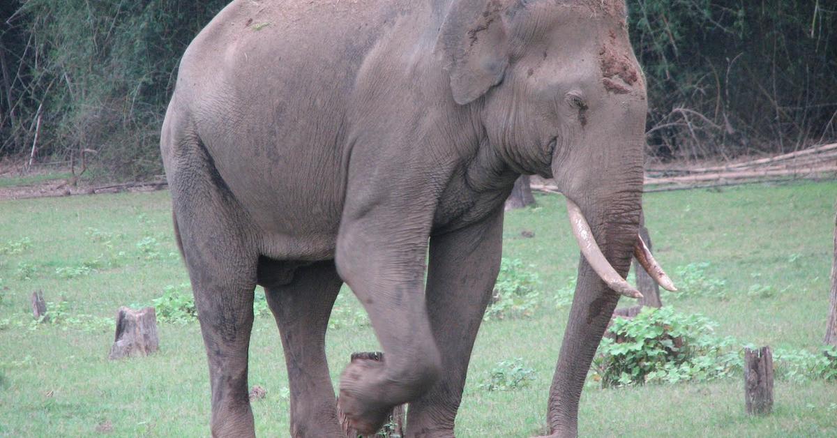 Elegant portrayal of the Indian Elephant, also known as Elephas maximus indicus.