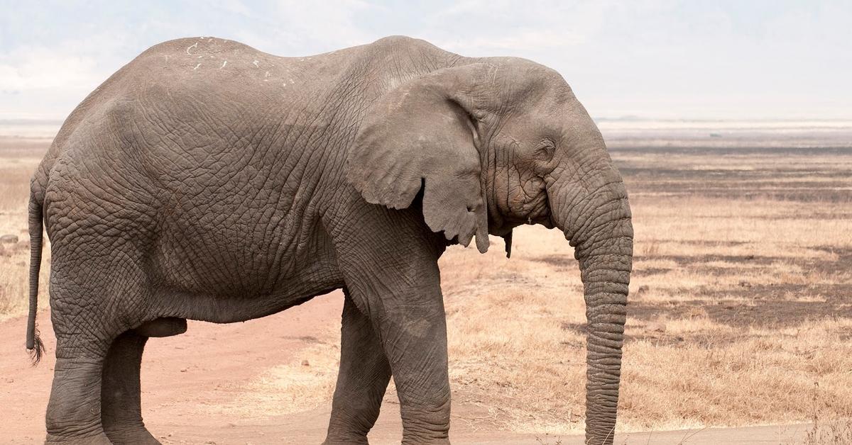 Captured moment of the Indian Elephant, in Indonesia known as Gajah India.