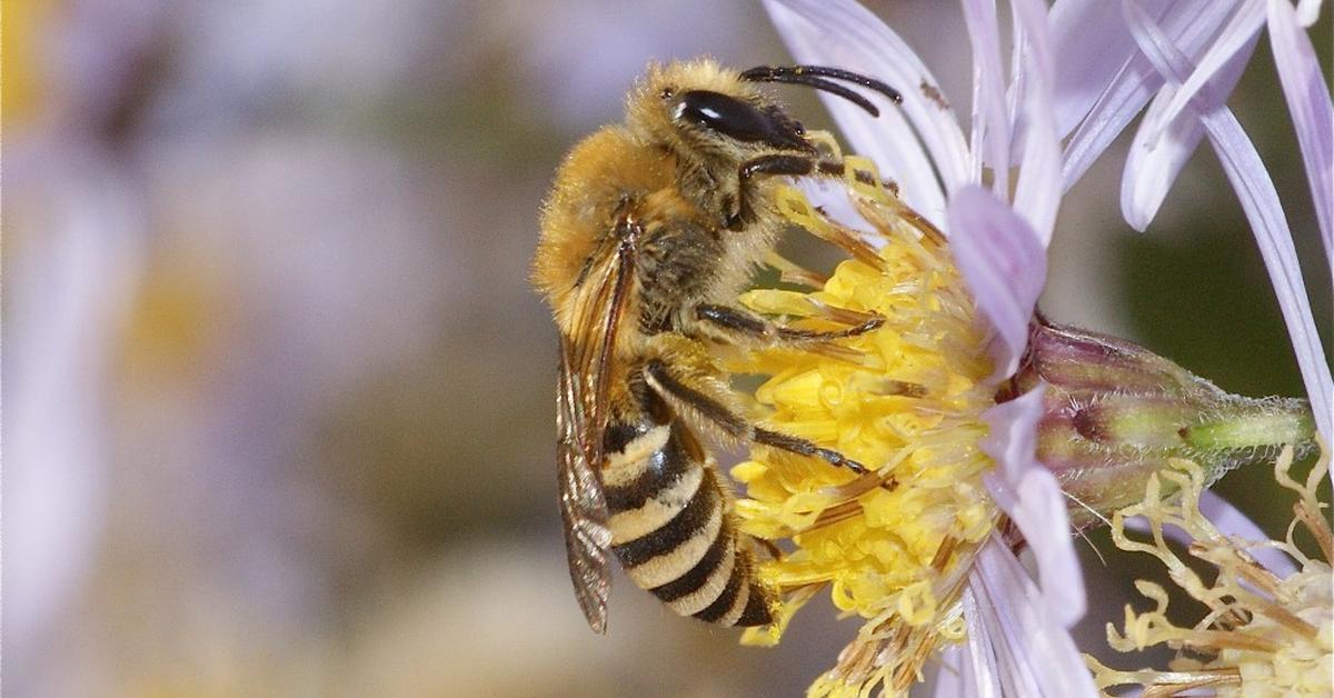 Photographic depiction of the unique Ivy Bee, locally called Lebah Ivy.