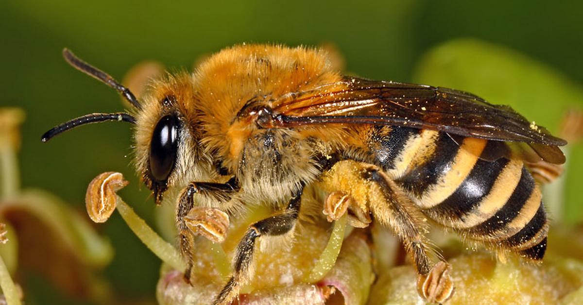 Photographic depiction of the unique Ivy Bee, locally called Lebah Ivy.