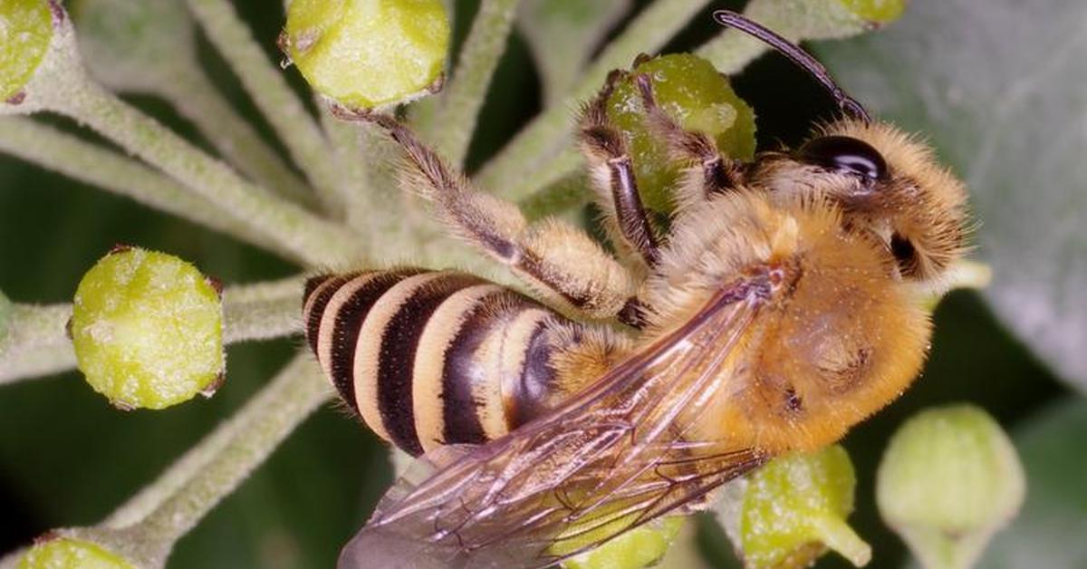 Vivid image of the Ivy Bee, or Lebah Ivy in Indonesian context.