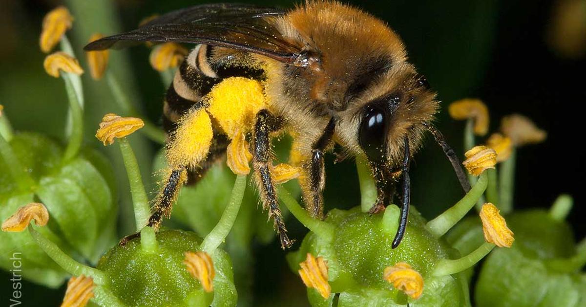 Dynamic image of the Ivy Bee, popularly known in Indonesia as Lebah Ivy.