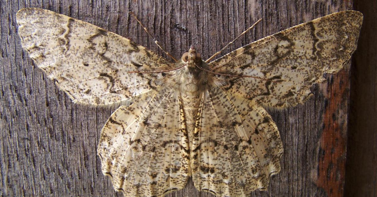 Insightful look at the Inchworm, known to Indonesians as Ulat Inchworm.