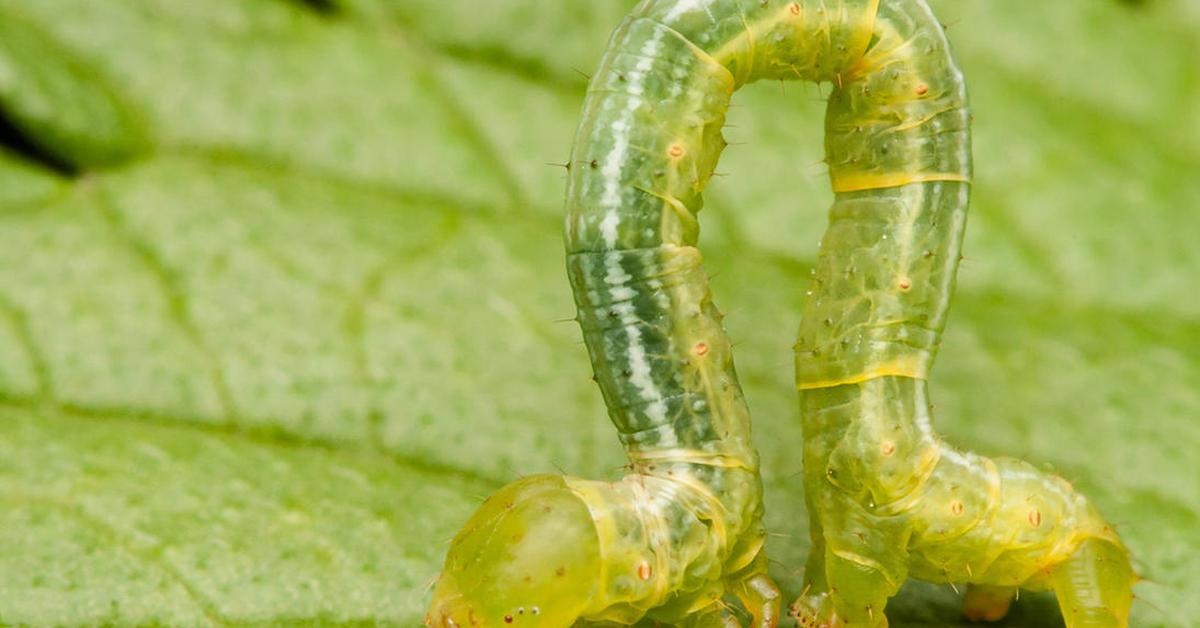 Splendid image of the Inchworm, with the scientific name Geometridae.