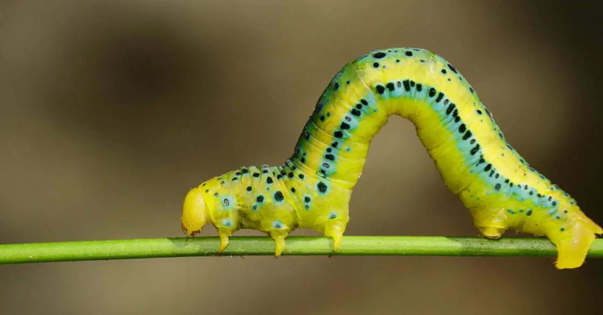 Visual of Inchworm, or Ulat Inchworm in Indonesian, showcasing its beauty.