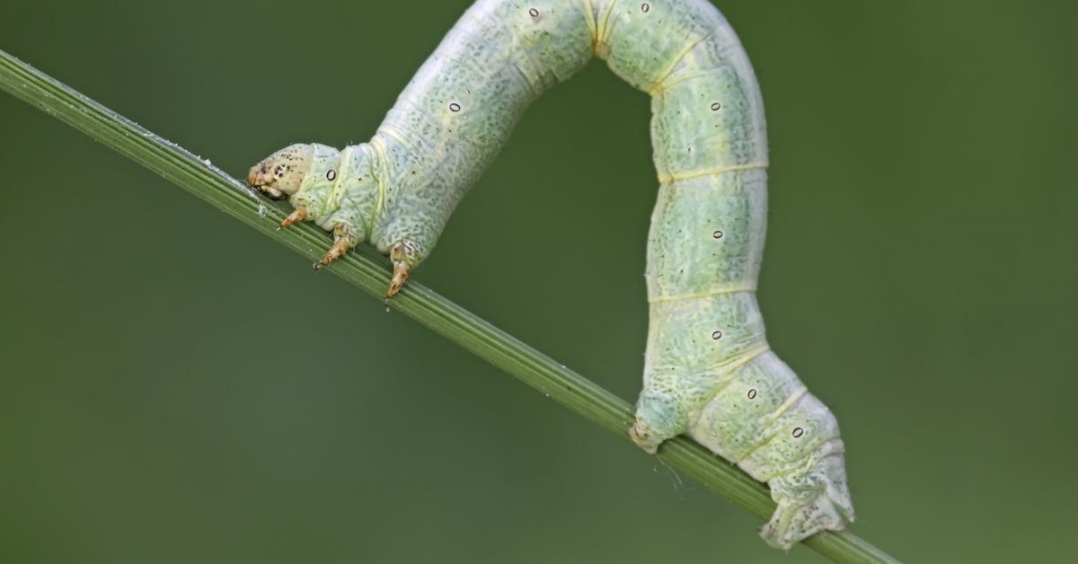 Visual representation of the Inchworm, recognized in Indonesia as Ulat Inchworm.