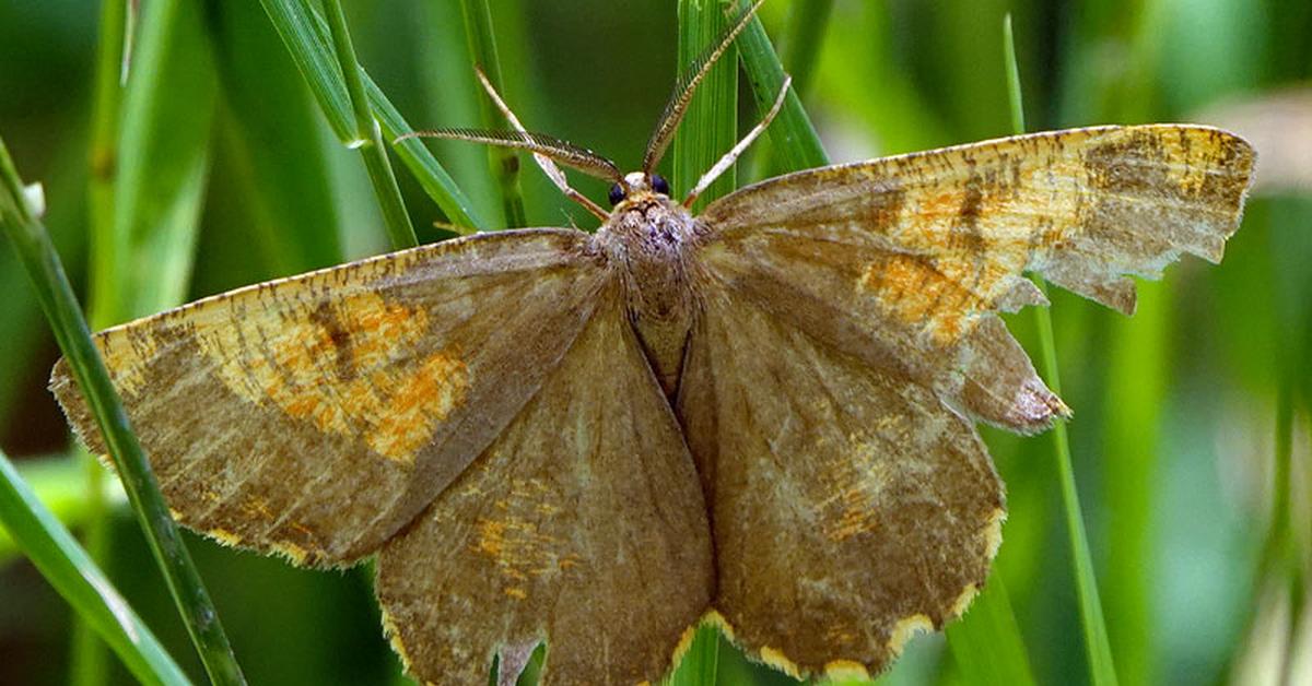 Enchanting Inchworm, a species scientifically known as Geometridae.