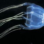 The Irukandji Jellyfish, a beautiful species also known as Ubur-ubur Irukandji in Bahasa Indonesia.