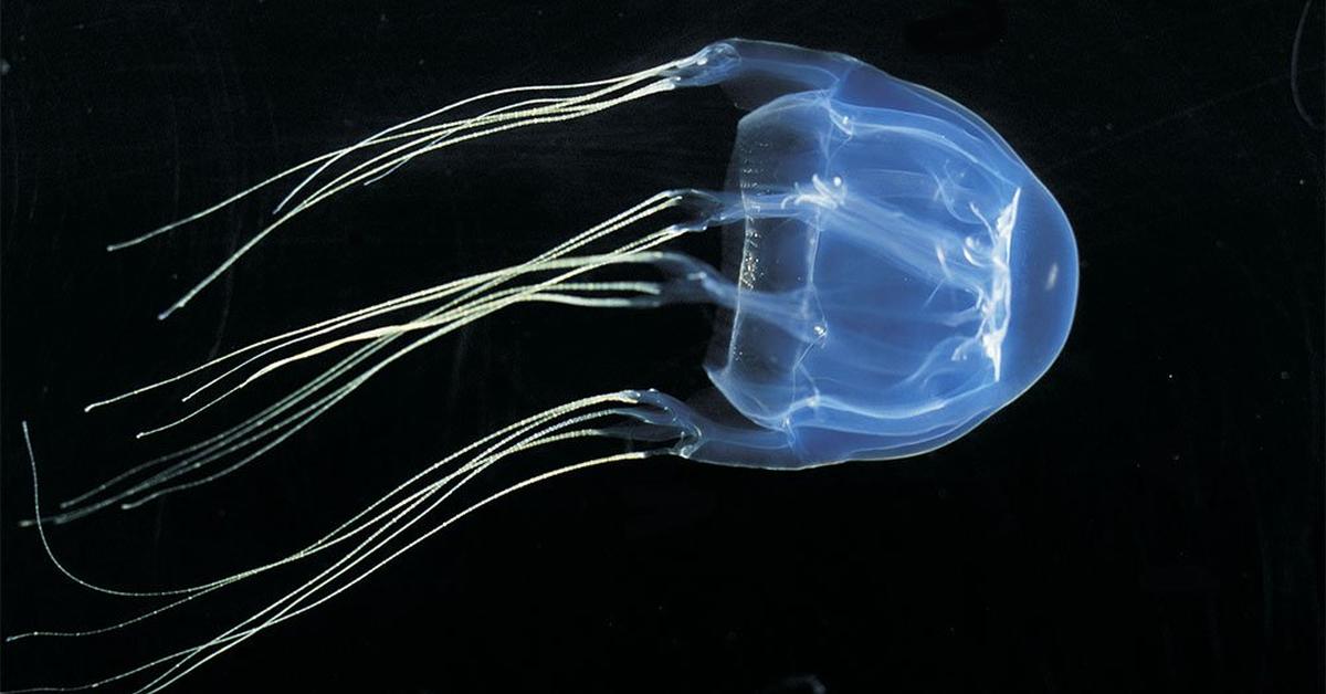 The Irukandji Jellyfish, a beautiful species also known as Ubur-ubur Irukandji in Bahasa Indonesia.