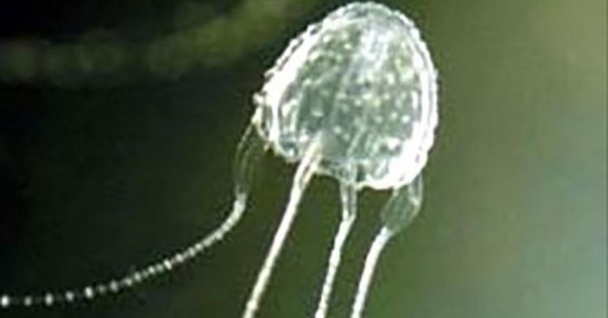 Photograph of the unique Irukandji Jellyfish, known scientifically as C. barnesi.