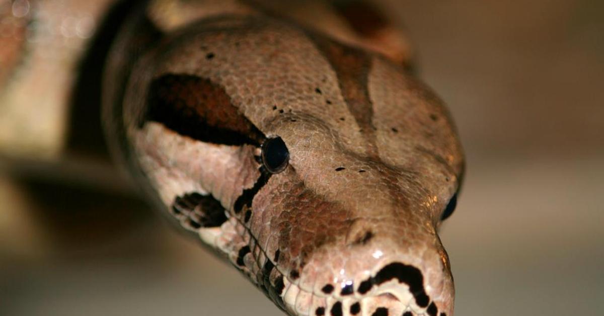 The Img Boa Constrictor in its natural beauty, locally called Boa Constrictor Gambar.