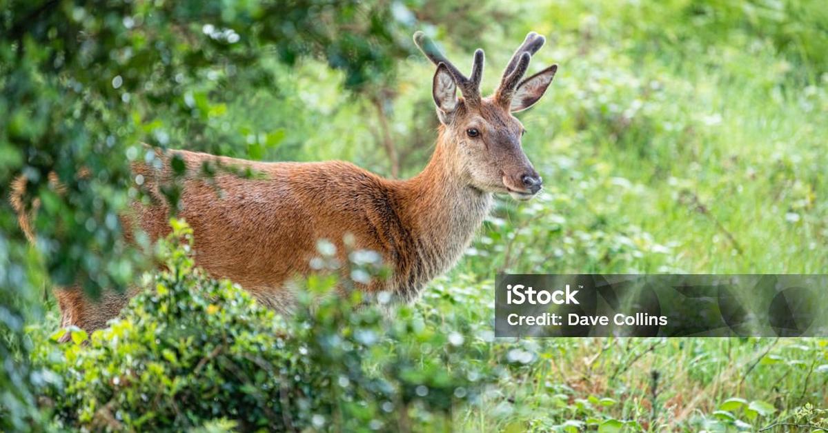 Photographic depiction of the unique Irish Elk, locally called Rusa Irlandia.