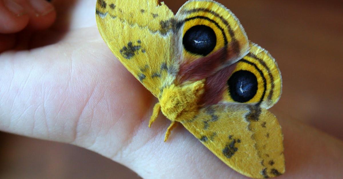 Splendid image of the Io Moth, with the scientific name Automeris io.