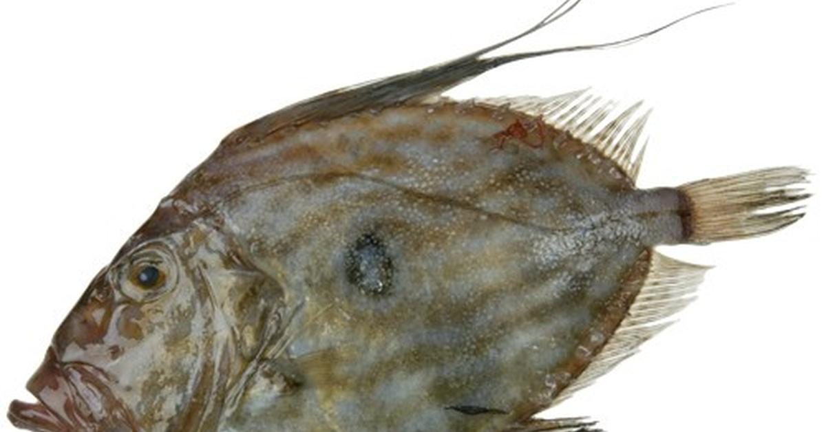 The John Dory, an example of Zeus faber, in its natural environment.