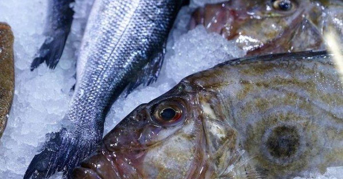 Vivid image of the John Dory, or Ikan John Dory in Indonesian context.