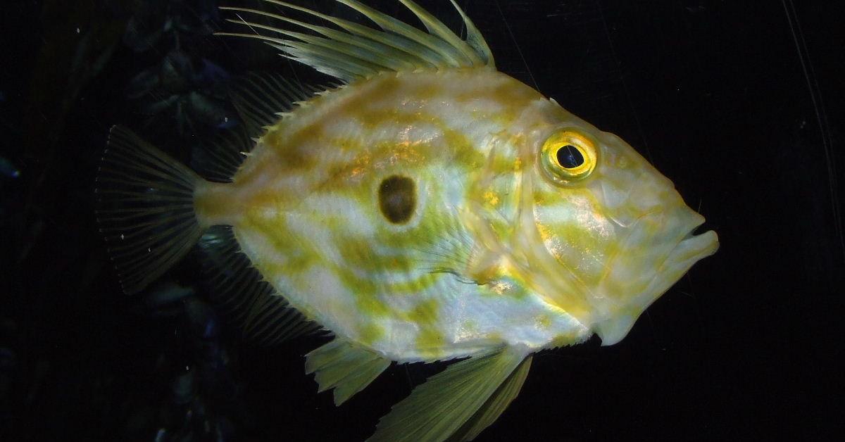 The John Dory, a beautiful species also known as Ikan John Dory in Bahasa Indonesia.