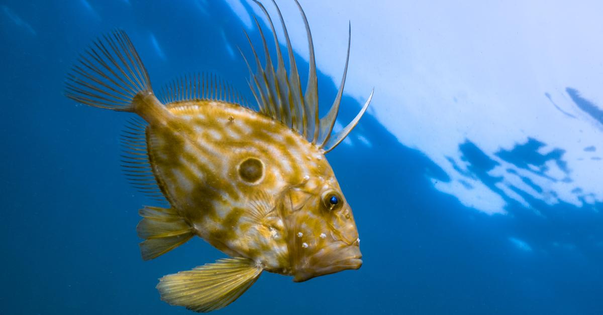 The elegant John Dory (Zeus faber), a marvel of nature.