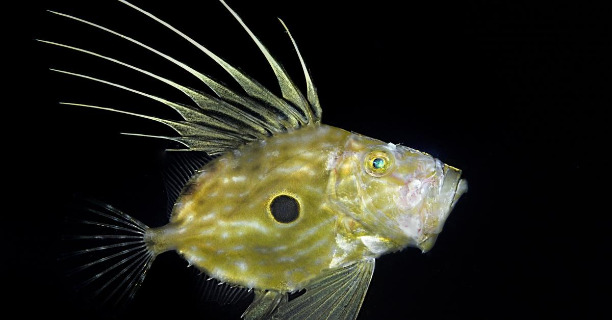 Glimpse of the John Dory, known in the scientific community as Zeus faber.