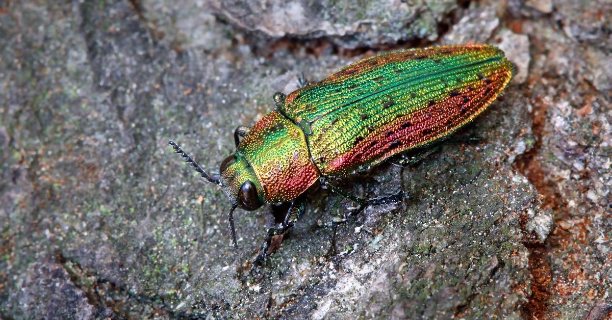 Stunning image of the Jewel Beetle (Buprestidae), a wonder in the animal kingdom.