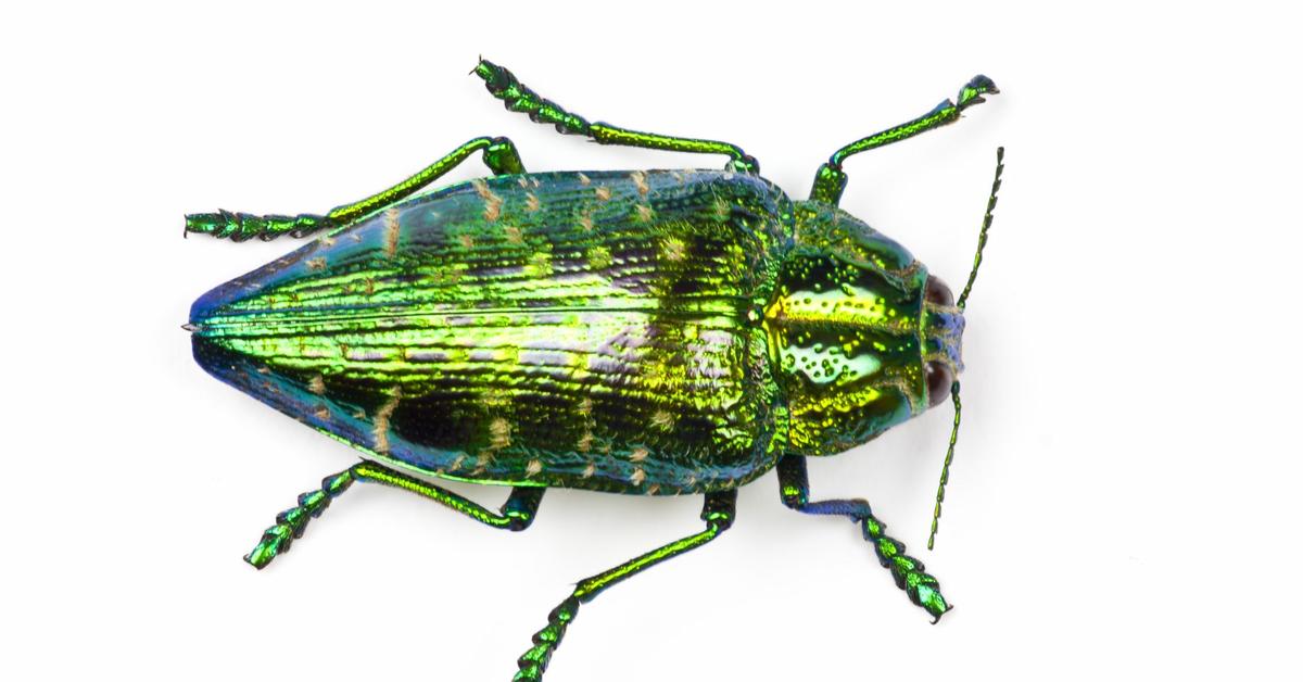 Charming view of the Jewel Beetle, in Indonesia referred to as Kumbang Permata.