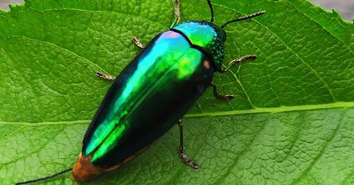 Stunning image of the Jewel Beetle (Buprestidae), a wonder in the animal kingdom.