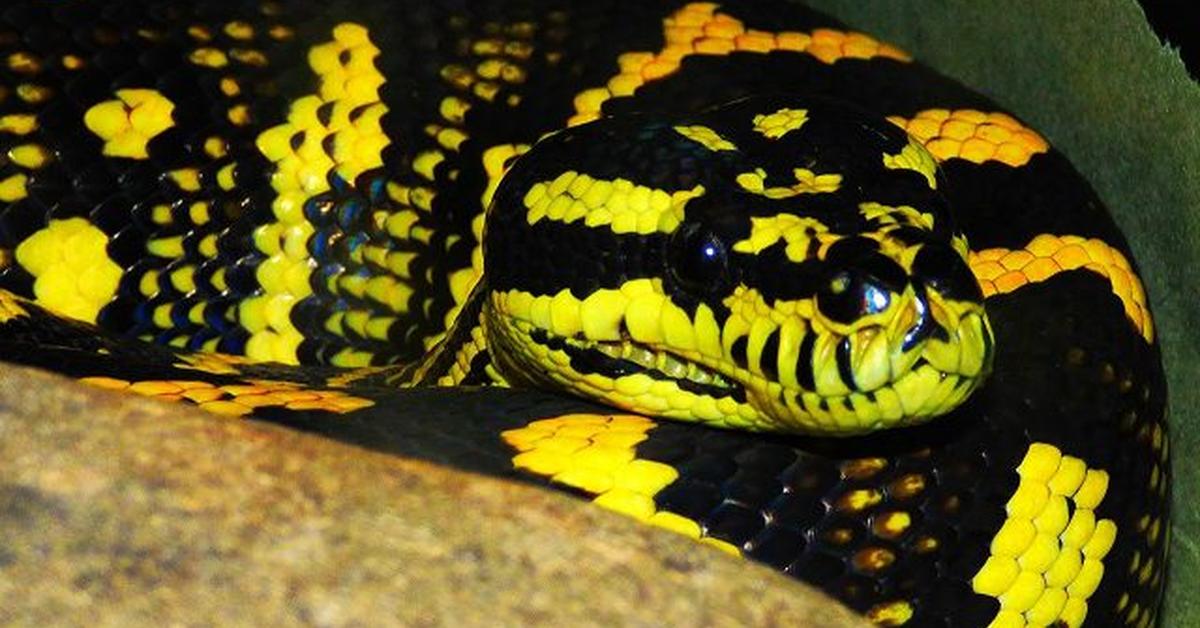 The Jungle Carpet Python in its natural beauty, locally called Piton Karpet Hutan.