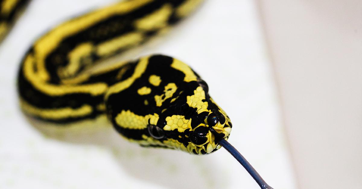 The Jungle Carpet Python, a species known as Morelia spilota cheynei, in its natural splendor.