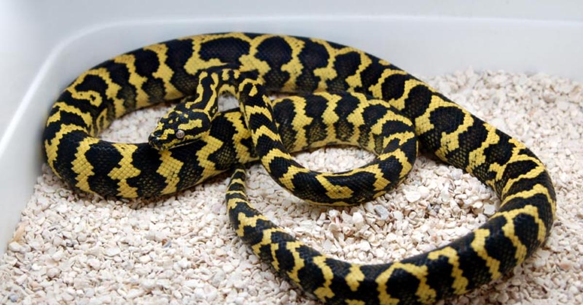 Vibrant snapshot of the Jungle Carpet Python, commonly referred to as Piton Karpet Hutan in Indonesia.