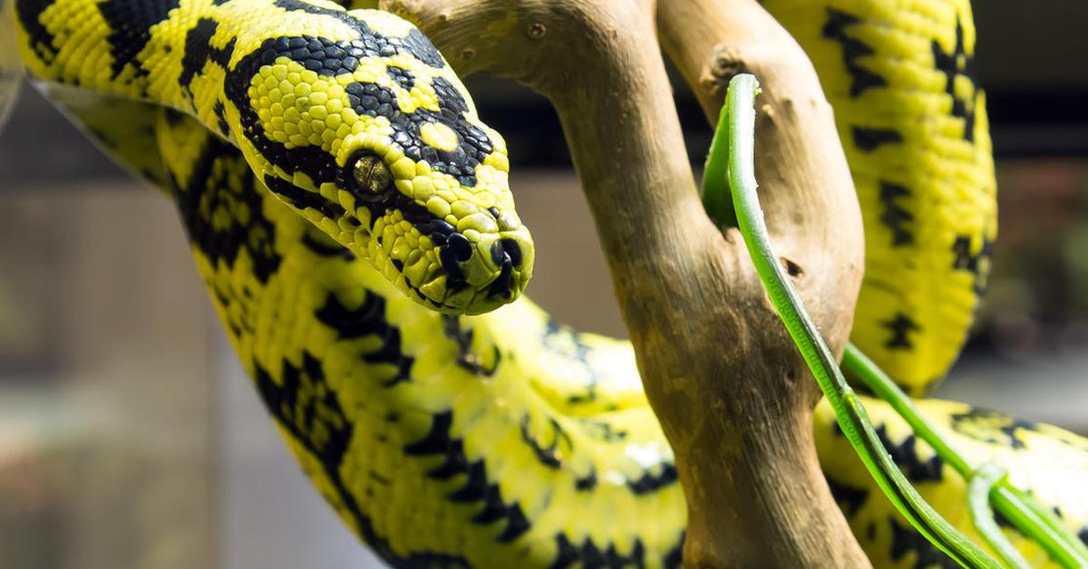 The majestic Jungle Carpet Python, also called Piton Karpet Hutan in Indonesia, in its glory.