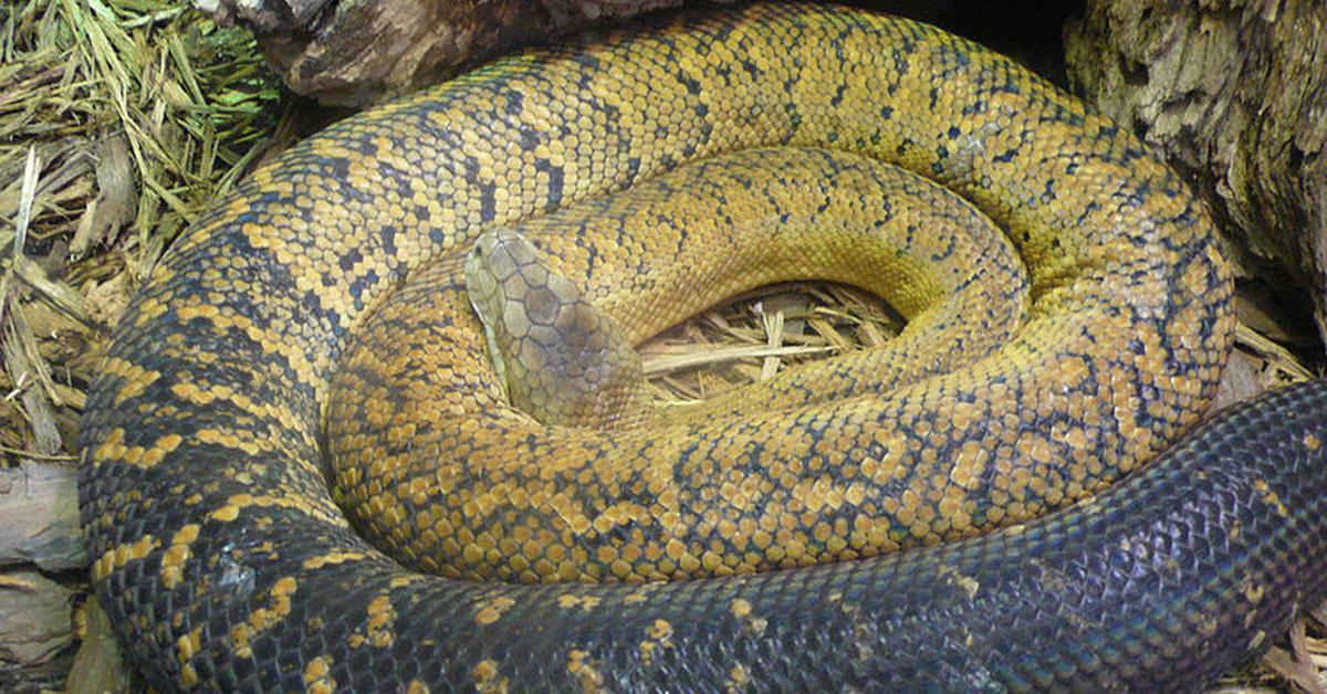 The majestic Jamaican Boa, also called Boa Jamaika in Indonesia, in its glory.