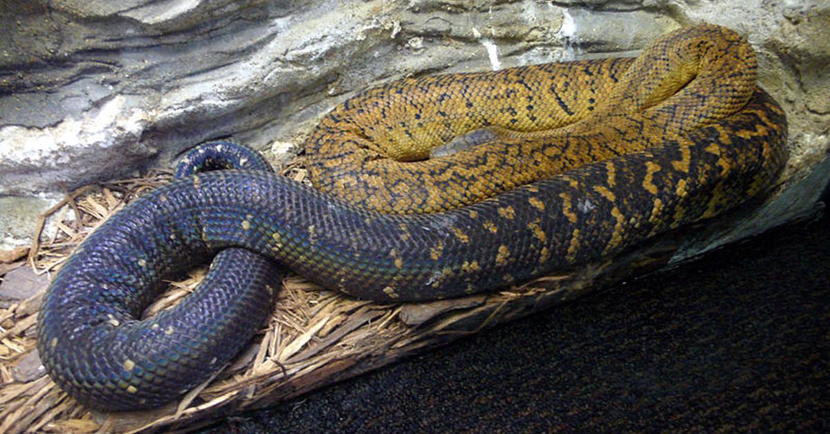 Elegant portrayal of the Jamaican Boa, also known as Chilabothrus subflavus.