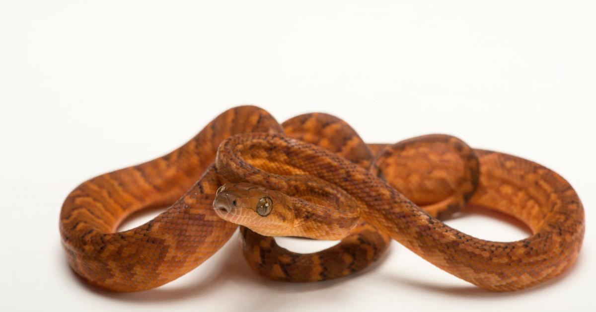 Engaging shot of the Jamaican Boa, recognized in Indonesia as Boa Jamaika.