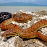 Captured beauty of the Jamaican Boa, or Chilabothrus subflavus in the scientific world.