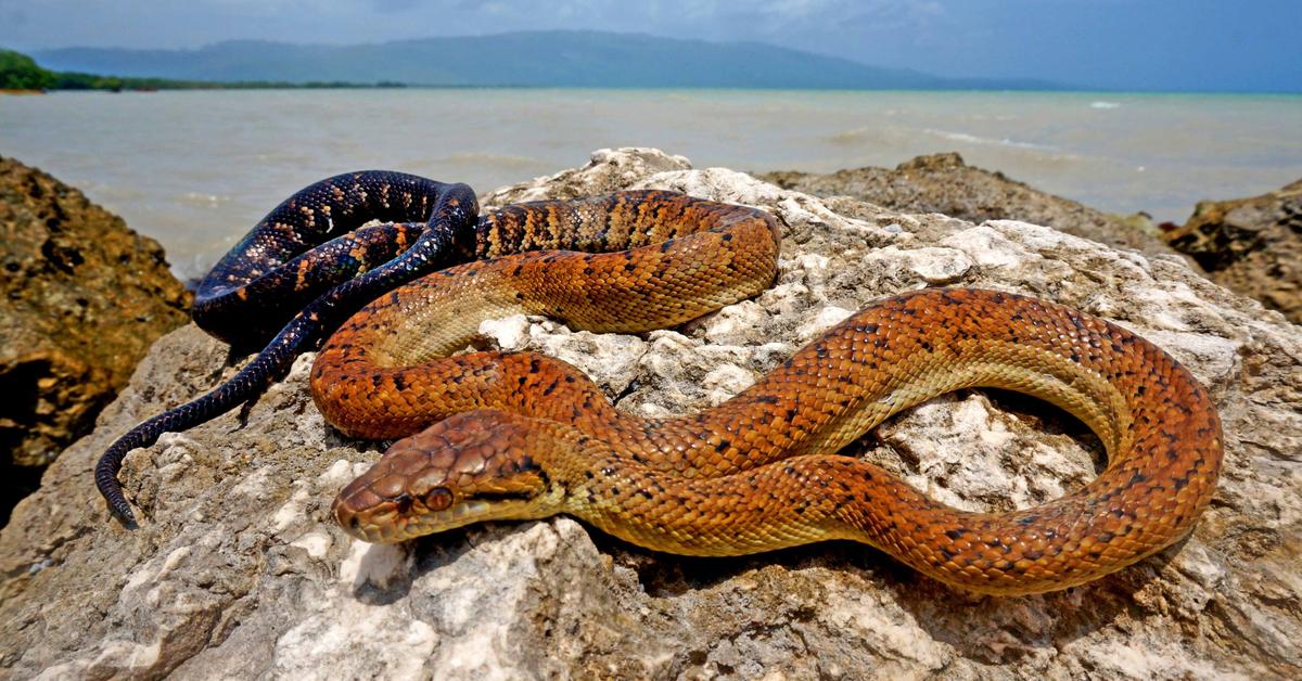 Captured beauty of the Jamaican Boa, or Chilabothrus subflavus in the scientific world.