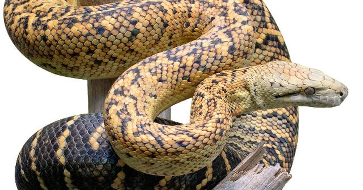 Charming view of the Jamaican Boa, in Indonesia referred to as Boa Jamaika.