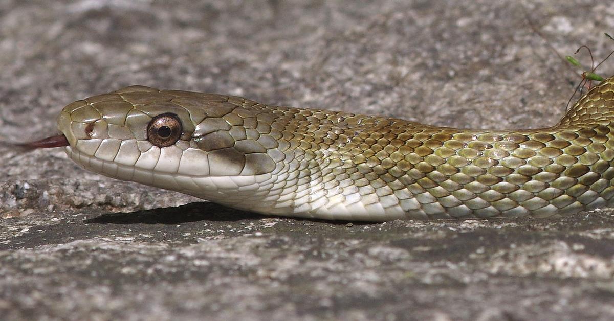 Captivating view of the Japanese Rat Snake, known in Bahasa Indonesia as Ular Tikus Jepang.