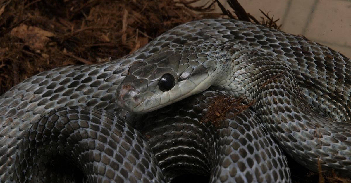 The Japanese Rat Snake in its natural beauty, locally called Ular Tikus Jepang.