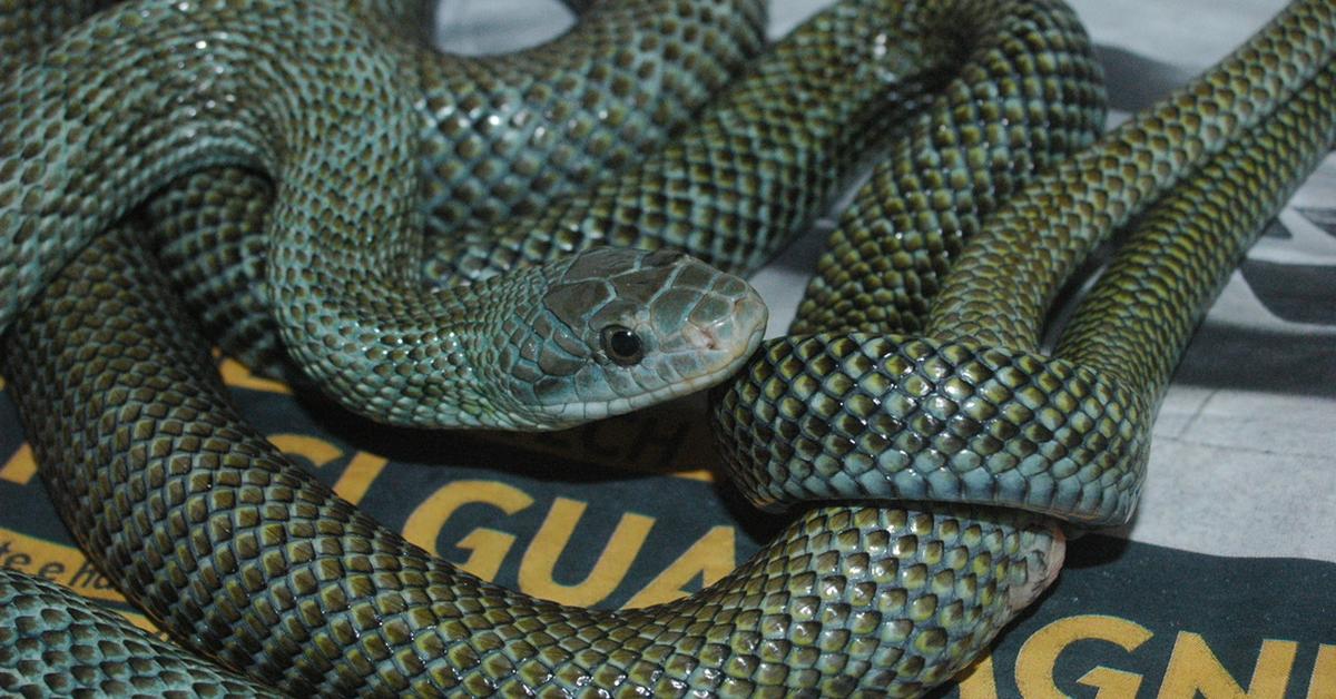 Dynamic image of the Japanese Rat Snake, popularly known in Indonesia as Ular Tikus Jepang.