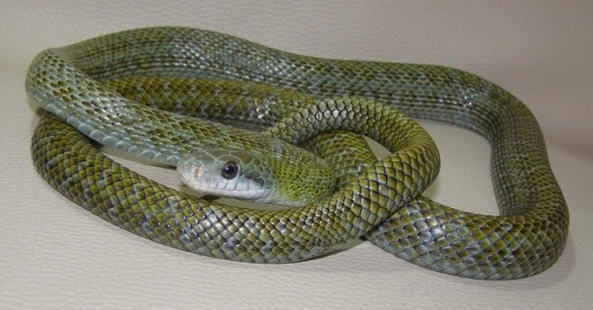 Captivating presence of the Japanese Rat Snake, a species called Elaphe climacophora.