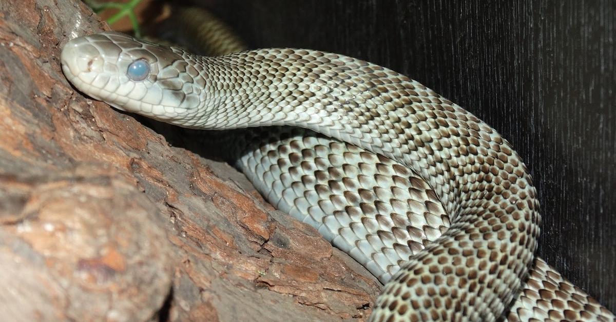 Glimpse of the Japanese Rat Snake, known in the scientific community as Elaphe climacophora.