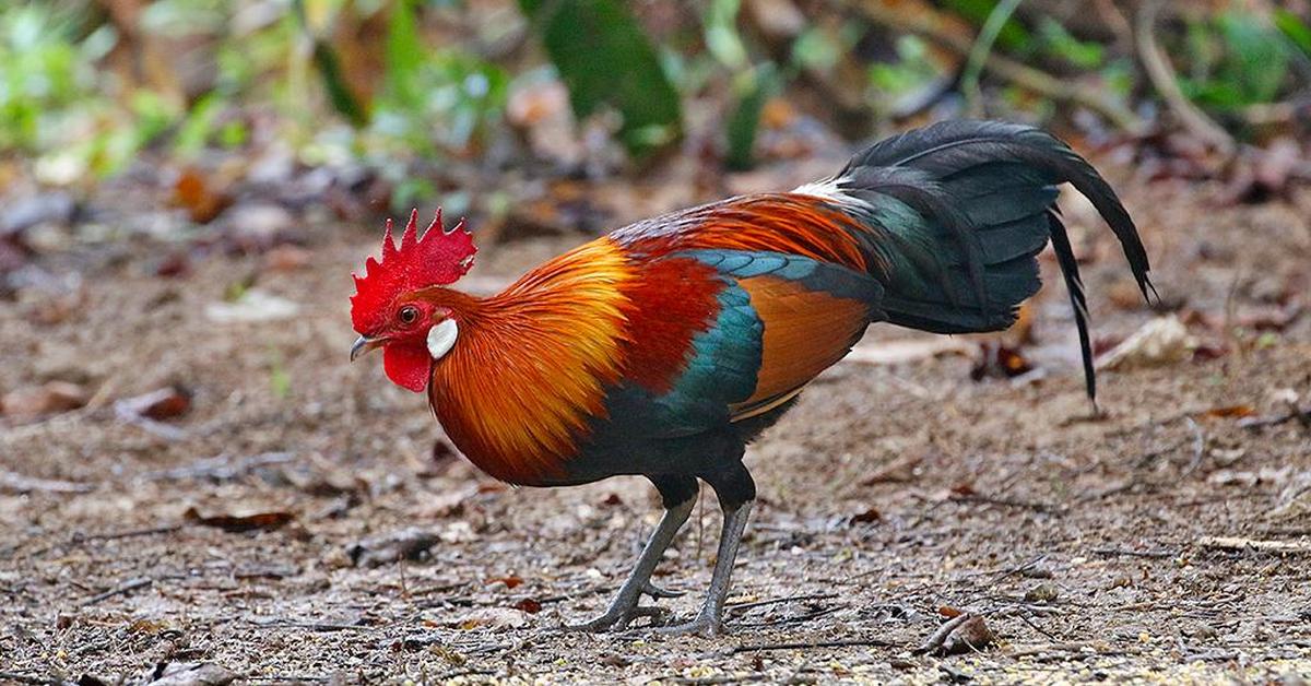 Visual of Junglefowl, or Ayam Hutan in Indonesian, showcasing its beauty.