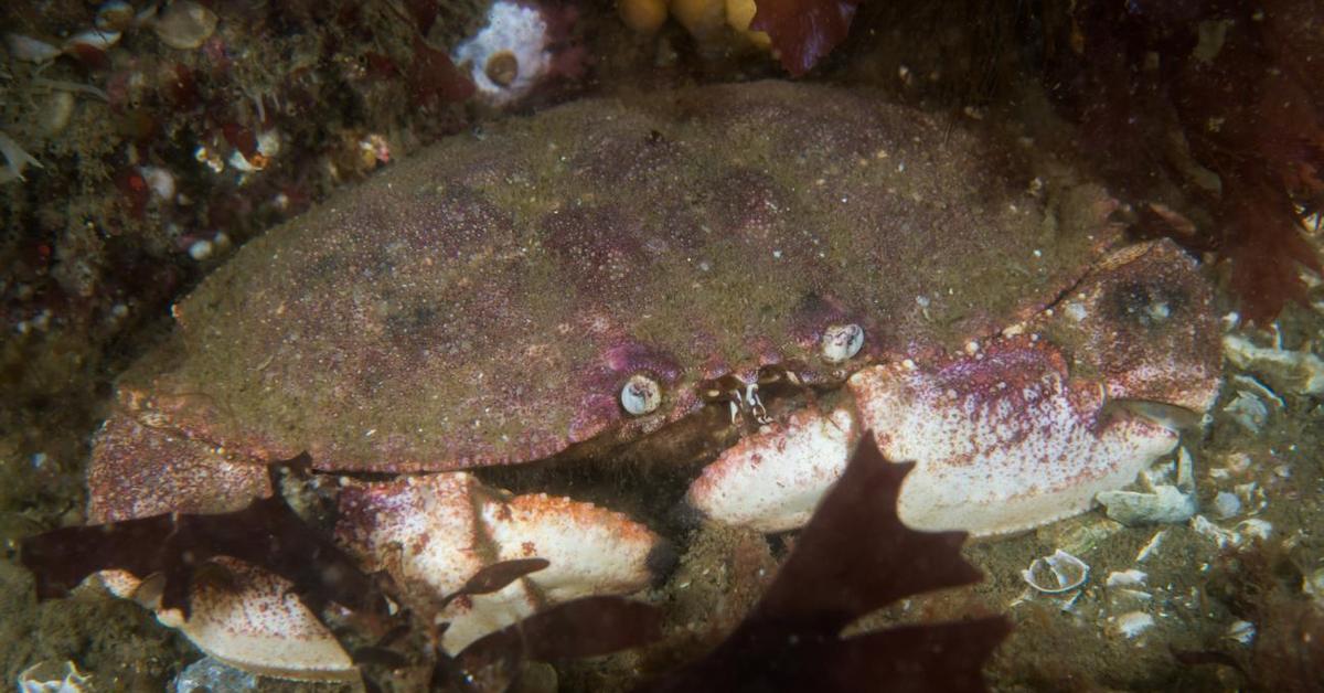 Iconic view of the Jonah Crab, or Cancer borealis, in its habitat.