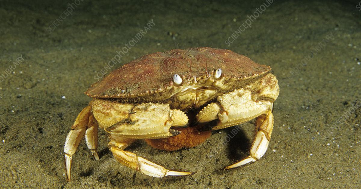 The Jonah Crab, a species known as Cancer borealis, in its natural splendor.