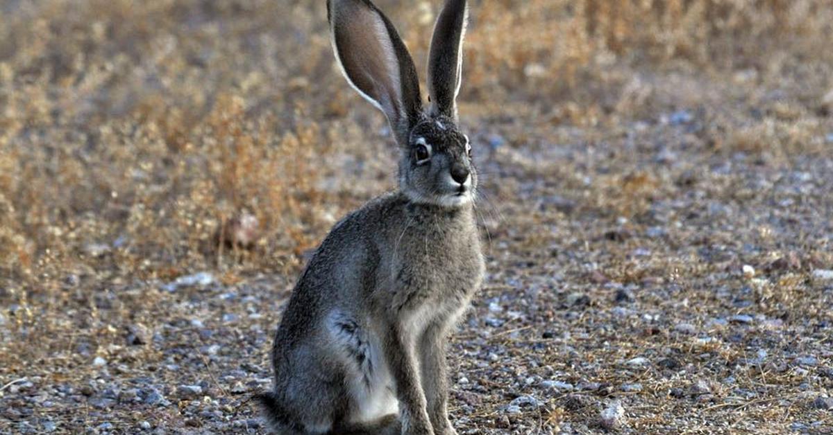 Dynamic image of the Jackrabbit, popularly known in Indonesia as Kelinci Jack.