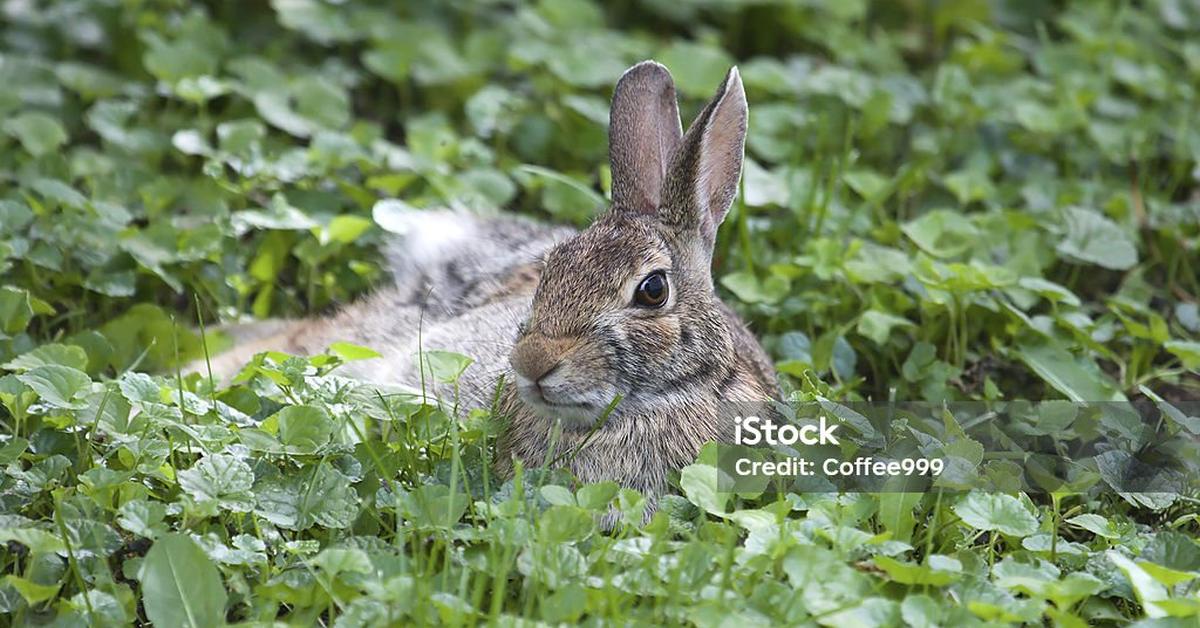 Exquisite image of Jackrabbit, in Indonesia known as Kelinci Jack.