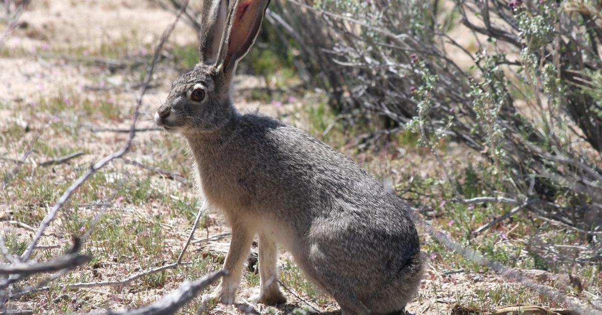 Image of the Jackrabbit (Lepus californicus), popular in Indonesia as Kelinci Jack.