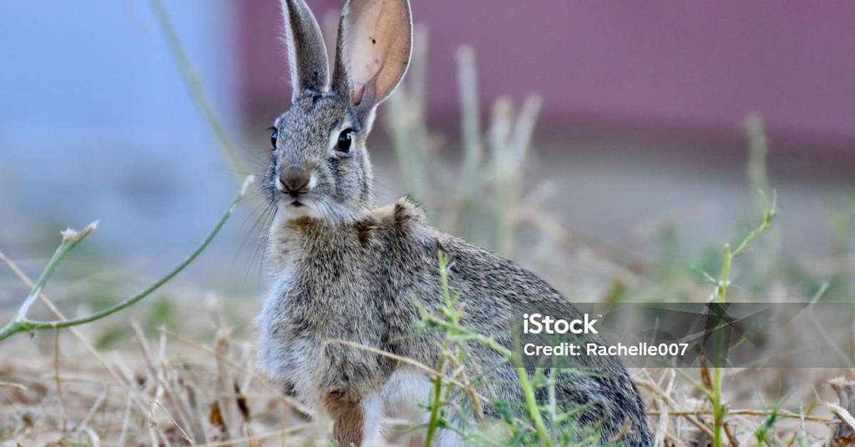 Captivating view of the Jackrabbit, known in Bahasa Indonesia as Kelinci Jack.